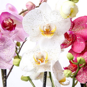 Orchid_Deco_Light_Gold_Today_Glitter