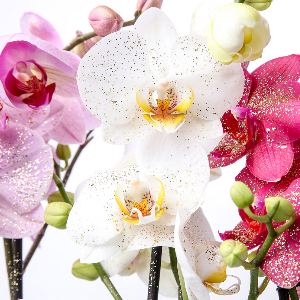 Cargar imagen en el visor de la galería, Orchid_Karat_Gold_Today_Glitter