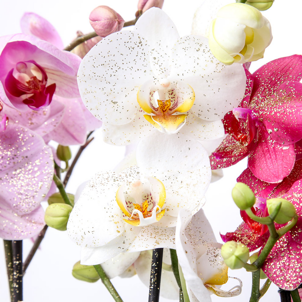 Load image into Gallery viewer, Orchid_Deco_Light_Gold_Today_Glitter